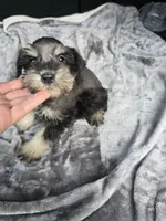 Basty, a female Miniature Schnauzer for sale in Bryant, AL – 5 of 7