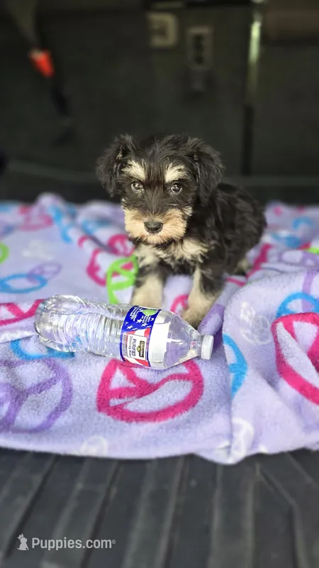Amy – Miniature Schnauzer puppy for sale in Bryant, AL