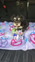 Amy, a female Miniature Schnauzer for sale in Bryant, AL – 4 of 6