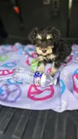 Amy, a female Miniature Schnauzer for sale in Bryant, AL – 5 of 6