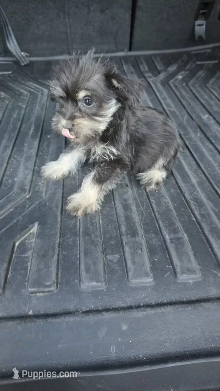 Tiny Trampas  – Miniature Schnauzer puppy for sale in Bryant, AL
