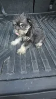Trampas , a male Miniature Schnauzer for sale in Bryant, AL – 2 of 5