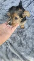 Tiny Susie , a female Yorkshire Terrier for sale in Bryant, AL – 7 of 9