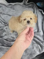 Cub bear, a male Poodle - Toy  for sale in Bryant, AL – 2 of 5