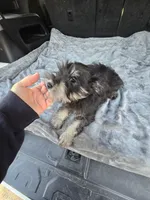 Landen, a male Miniature Schnauzer for sale in Bryant, AL – Photo 4 of 5