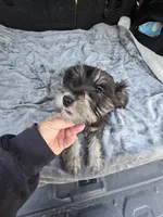 Landen, a male Miniature Schnauzer for sale in Bryant, AL – Photo 3 of 5