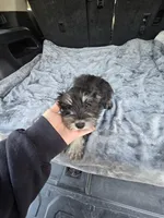 Landen, a male Miniature Schnauzer for sale in Bryant, AL – Photo 5 of 5