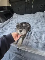 Landen, a male Miniature Schnauzer for sale in Bryant, AL – Photo 2 of 5