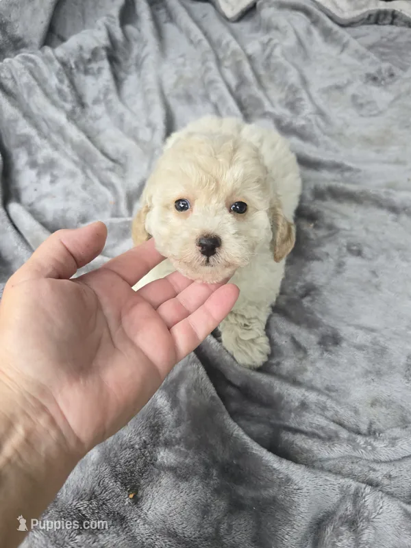 Trampas  – Poodle - Toy  puppy for sale in Bryant, AL