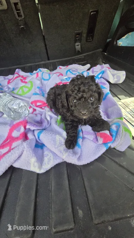 Tiny man – Poodle - Toy  puppy for sale in Bryant, AL