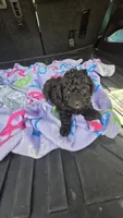 Tiny man, a male Poodle - Toy  for sale in Bryant, AL – 4 of 7