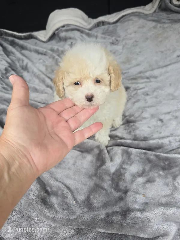 Annie – Poodle - Toy  puppy for sale in Bryant, AL