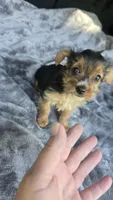 Tiny Susie , a female Yorkshire Terrier for sale in Bryant, AL – 2 of 9