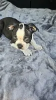 Milo, a male Boston Terrier for sale in Bryant, AL – 4 of 8