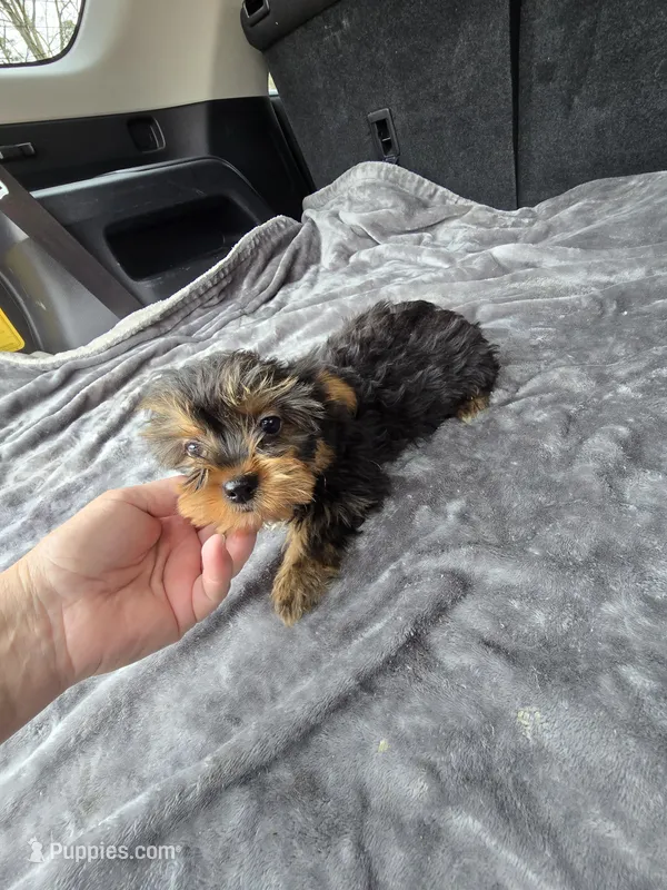 Camron – Yorkshire Terrier puppy for sale in Bryant, AL