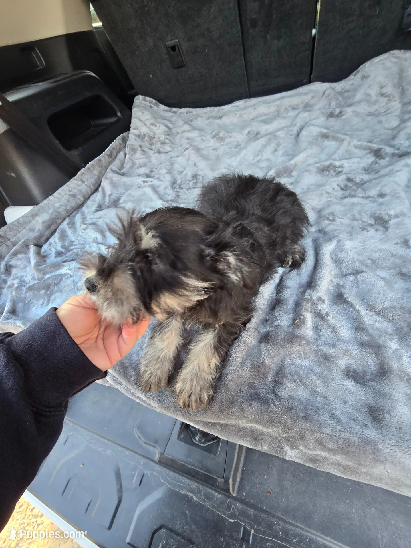 Landen – Miniature Schnauzer puppy for sale in Bryant, AL