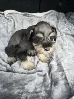 Basty, a female Miniature Schnauzer for sale in Bryant, AL – 7 of 7