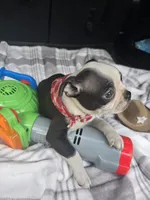 Teddy, a male Boston Terrier for sale in Bryant, AL – 9 of 10