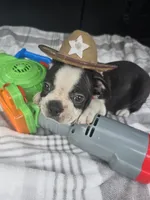 Milo, a male Boston Terrier for sale in Bryant, AL – 3 of 5