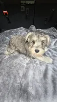 Basty, a female Miniature Schnauzer for sale in Bryant, AL – 3 of 7