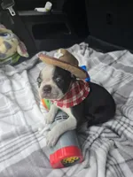 Teddy, a male Boston Terrier for sale in Bryant, AL – 7 of 10