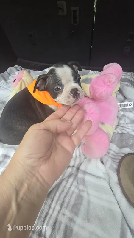 Luna – Boston Terrier puppy for sale in Bryant, AL