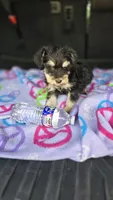 Amy, a female Miniature Schnauzer for sale in Bryant, AL – 6 of 6
