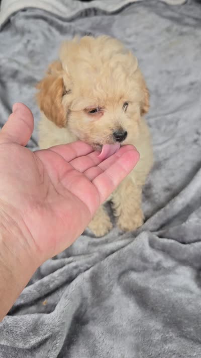 Cub bear, a male Poodle - Toy  for sale in Bryant, AL – 5 of 5