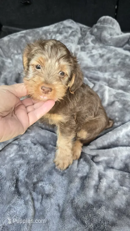 Landen – Yorkipoo puppy for sale in Bryant, AL