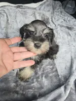 Woody , a male Miniature Schnauzer for sale in Bryant, AL – 4 of 5