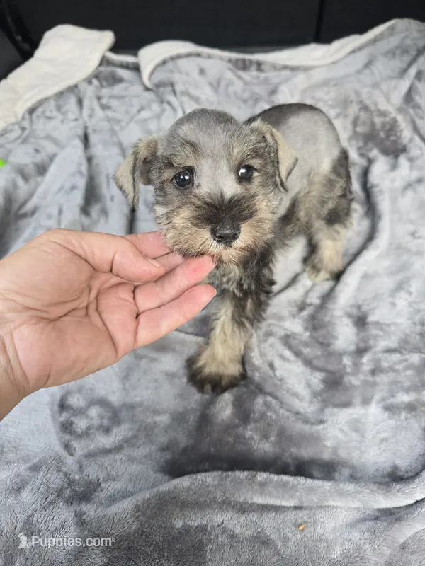 Mary Jane – Miniature Schnauzer puppy for sale in Bryant, AL