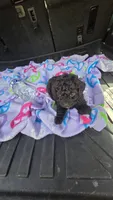 Tiny man, a male Poodle - Toy  for sale in Bryant, AL – 7 of 7