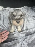 Max, a male Miniature Schnauzer for sale in Bryant, AL – 1 of 4
