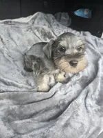 Max, a male Miniature Schnauzer for sale in Bryant, AL – 4 of 4