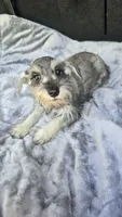 Bailey , a female Miniature Schnauzer for sale in Bryant, AL – 3 of 8