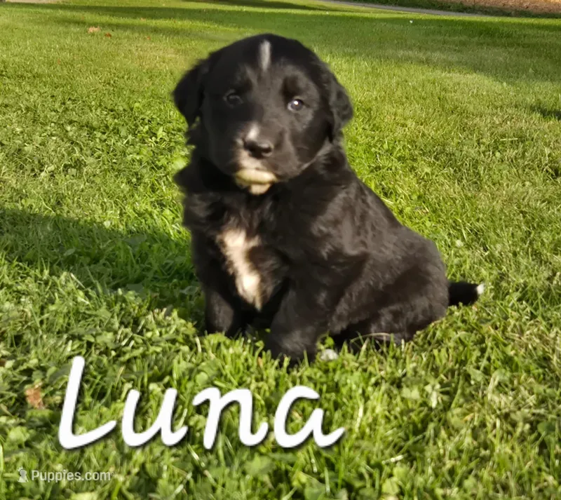 Luna – English Shepherd puppy on hold in Columbiana, OH