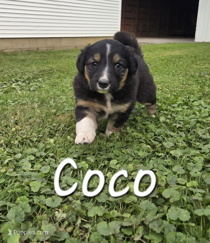 Coco – English Shepherd puppy for sale in Columbiana, OH