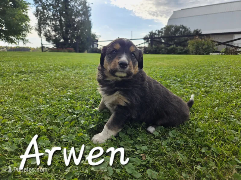 Arwen – English Shepherd puppy on hold in Columbiana, OH