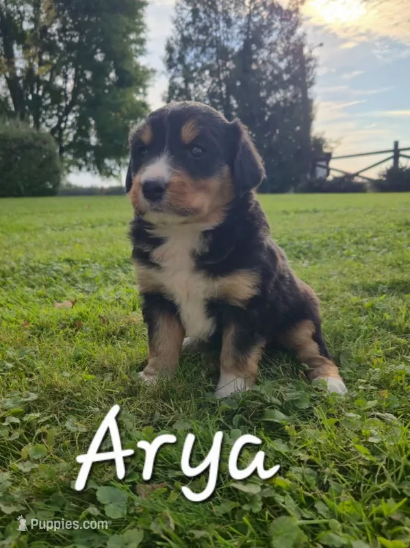 Arya – English Shepherd puppy on hold in Columbiana, OH