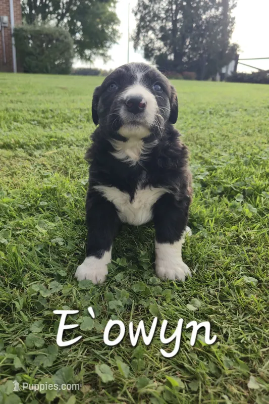 E`owyn – English Shepherd puppy for sale in Columbiana, OH