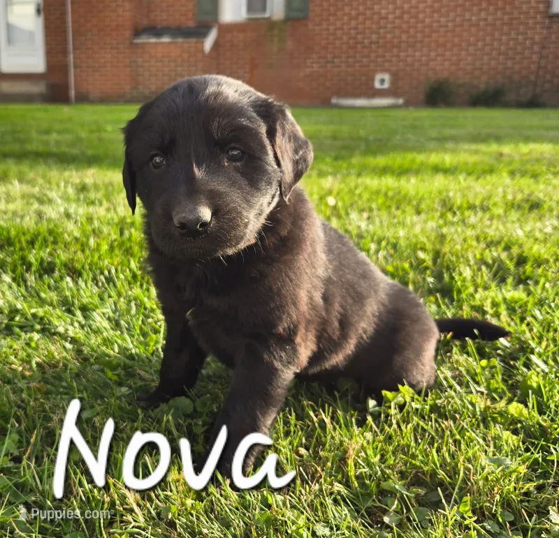 Nova – English Shepherd puppy for sale in Columbiana, OH