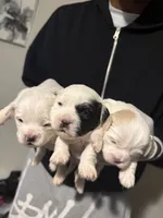 Shih-Poo, a female Shih Tzu and Poodle - Miniature  for sale in Humble, TX – 6 of 9