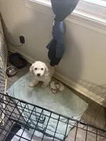 Shih-Poo, a female Shih Tzu and Poodle - Miniature  for sale in Humble, TX – 8 of 9