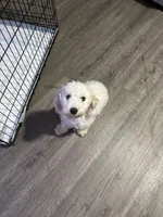 Shih-Poo, a female Shih Tzu and Poodle - Miniature  for sale in Humble, TX – 7 of 9