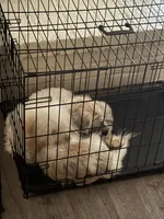 Shih-Poo, a female Shih Tzu and Poodle - Miniature  for sale in Humble, TX – 9 of 9