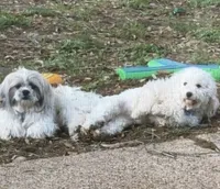 Shih-Poo, a female Shih Tzu and Poodle - Miniature  for sale in Humble, TX – 2 of 9