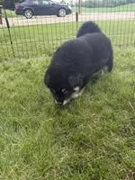 K.J. , a male Alaskan Malamute for sale in Melrose, MN – 4 of 4