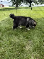 Niko, a male Alaskan Malamute for sale in Melrose, MN – 4 of 4