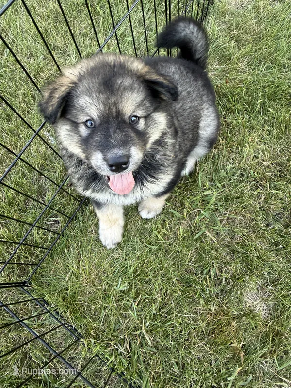 Lola – Alaskan Malamute puppy for sale in Melrose, MN