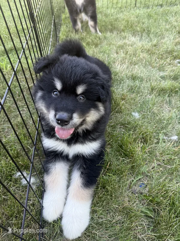 K.J.  – Alaskan Malamute puppy for sale in Melrose, MN